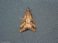 Glaucocharis interrupta