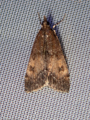 Eudonia asterisca