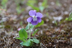 Viola obtusa