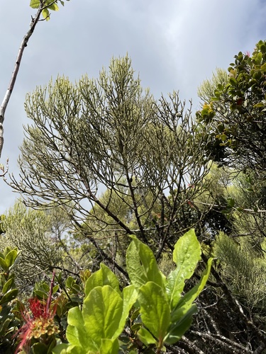Exocarpos luteolus