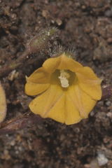 Ipomoea minutiflora