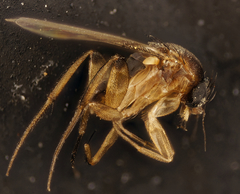 Phoridae