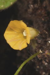 Ipomoea minutiflora