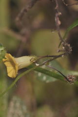 Ipomoea minutiflora