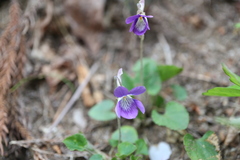 Viola obtusa