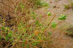 Pergularia daemia garipensis