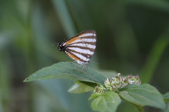 Arawacus lincoides