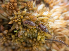 Drosera rotundifolia