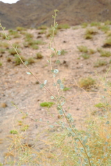 Atriplex vestita