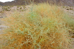 Atriplex vestita