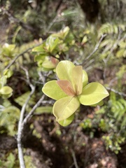 Myrsine kauaiensis