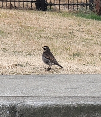 Turdus eunomus