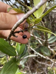 Myrsine kauaiensis