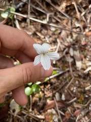 Viola kauaensis