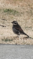 Turdus eunomus