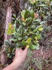 Syzygium sandwicense
