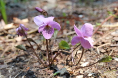 Viola rossii