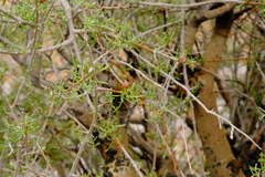 Commiphora gracilifrondosa