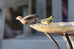 Haemorhous mexicanus