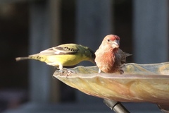 Haemorhous mexicanus