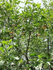 Cordia dichotoma