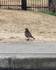 Turdus eunomus
