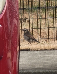 Turdus eunomus