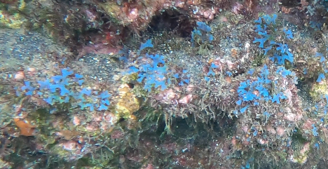 Dictyota friabilis observed 2022-01-27