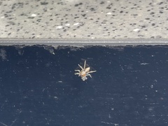 Araneae
