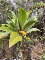 Scaevola glabra