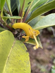 Scaevola glabra