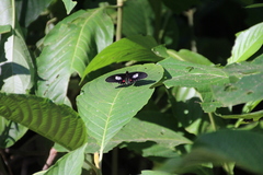 Parides iphidamas