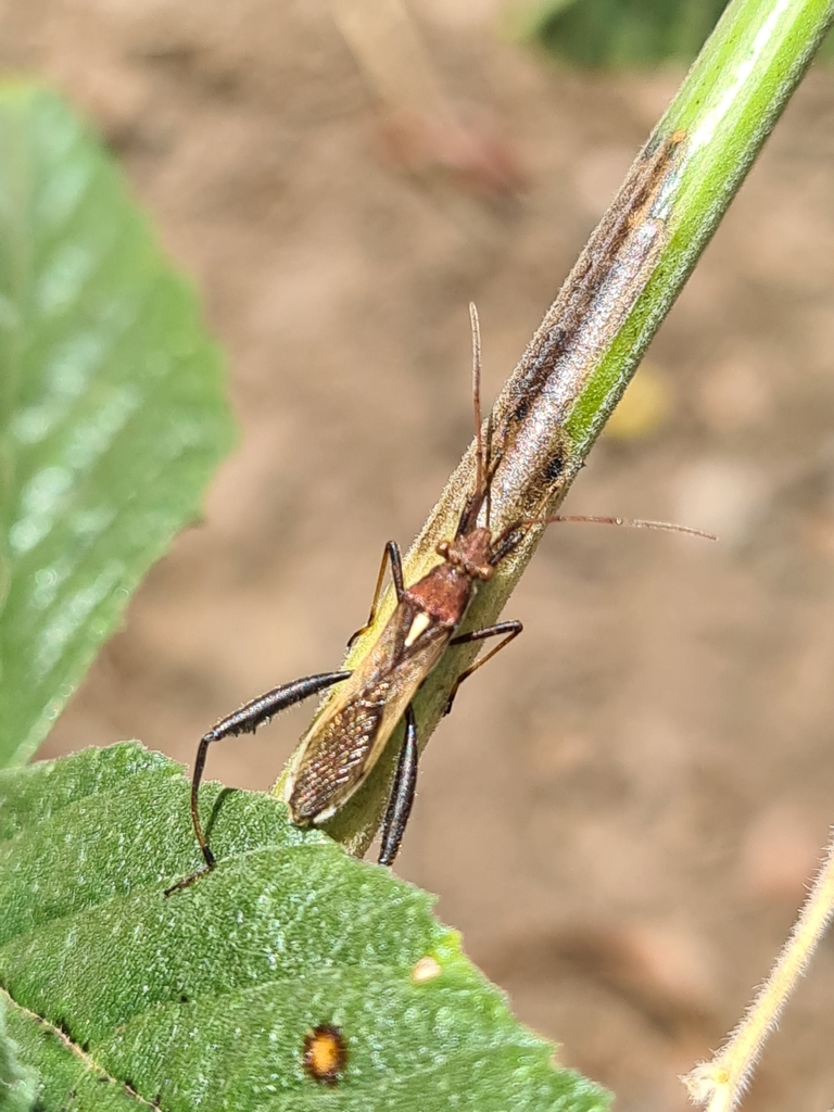 Podsucking Bug
