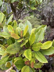 Syzygium sandwicense