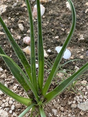 Albuca seineri