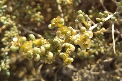 Salsola drummondii