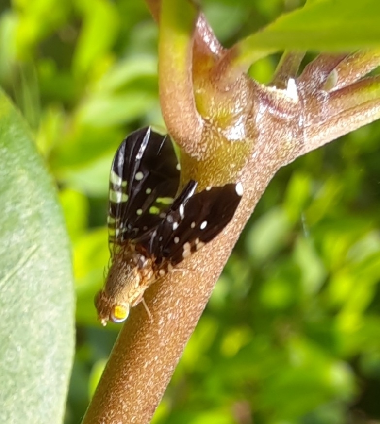 Platensina acrostacta