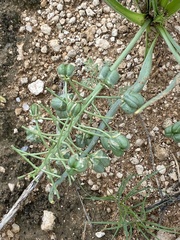 Albuca seineri