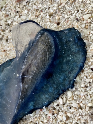 Velella observed 2020-12-08