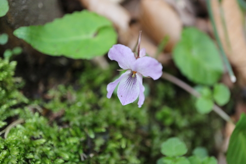 Viola tokubuchiana iNat (3)