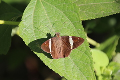 Autochton bipunctatus