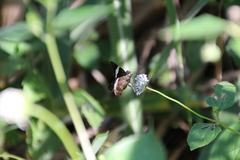 Autochton bipunctatus