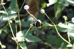 Autochton bipunctatus