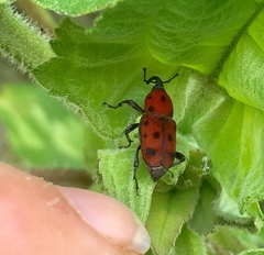 Rhodobaenus tredecimpunctatus