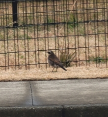 Turdus eunomus