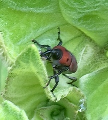 Rhodobaenus tredecimpunctatus