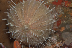 Echinus gilchristi