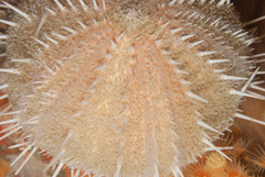 Echinus gilchristi