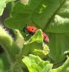 Rhodobaenus tredecimpunctatus