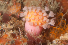Alcyonium variabile